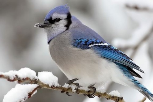 انشا درباره پرندگان در زمستان