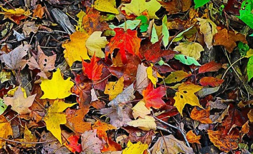 انشا با موضوع پاییز فصل هزار رنگ