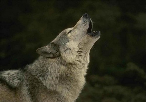 تعبیر خواب گرگ به چه معناست؟