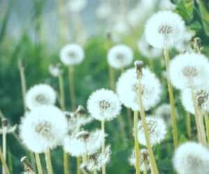 عوامل درمانی و کاهش وزن گل قاصدک + راهنمای استفاده از گل قاصدک