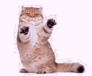 بیماری خراش گربه غیرکشنده است