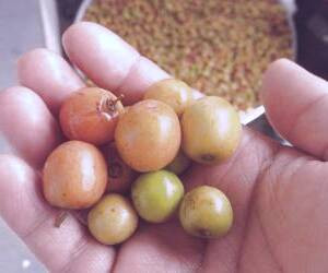 بررسی فواید میوه و برگ کنار برای سلامت پوست، بارداری و درمان بیماریها