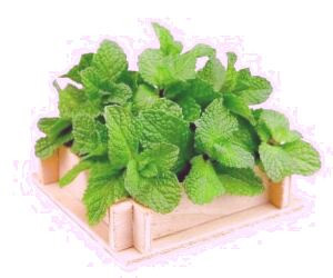 بررسی خواص نعناع برای مراقبت از پوست صورت و آموزش تهیه 11 نوع ماسک نعناع