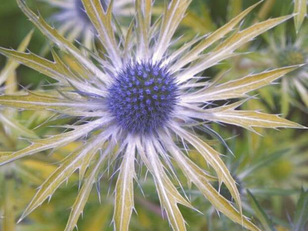 eryngium billardieri 