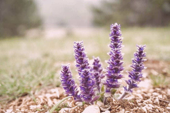 گیاه مریم گلی برای پوست و مو 