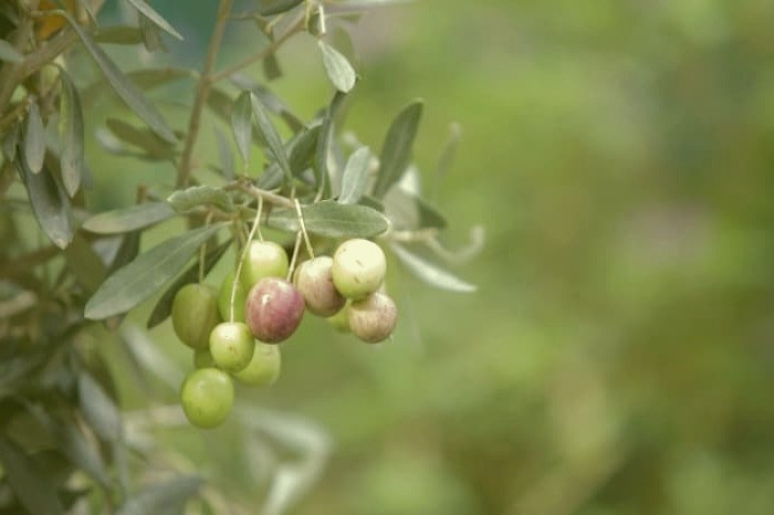 خواص برگ زیتون