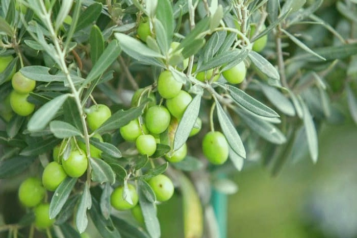 ویژگی برگ زیتون