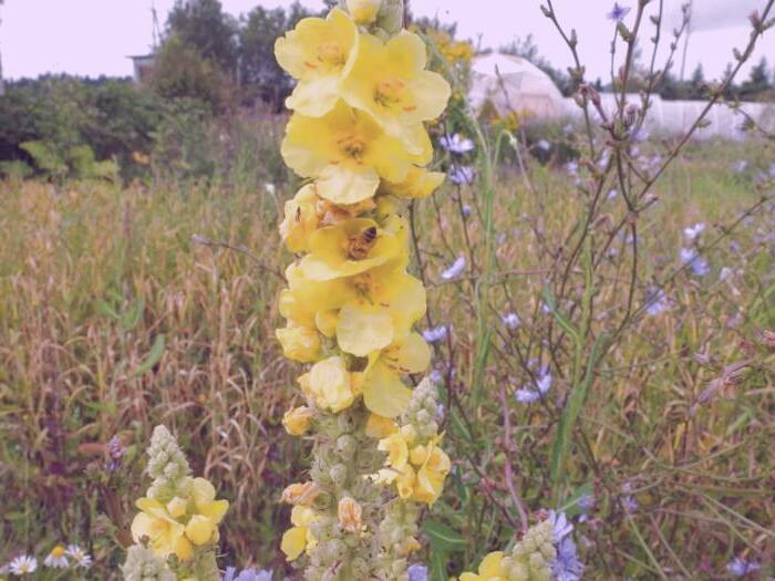 مزایای خرگوشک