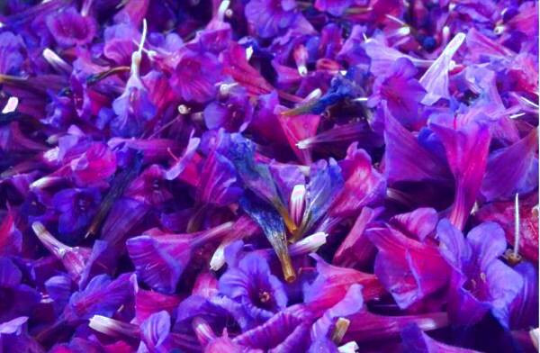 تمام خواص گل گاو زبان