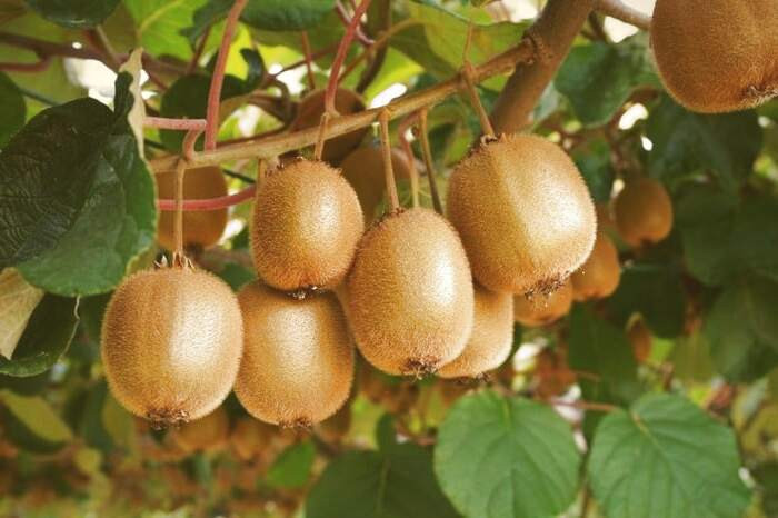 فواید مصرف کیوی چیست ؟ مزایای کیوی