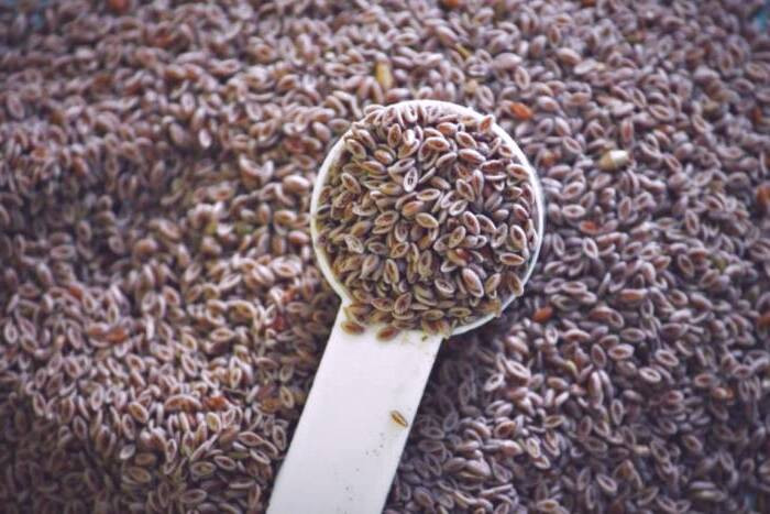 مزاج گیاه اسفرزه