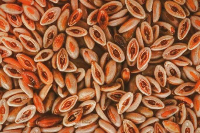 گیاه اسفرزه برای یبوست
