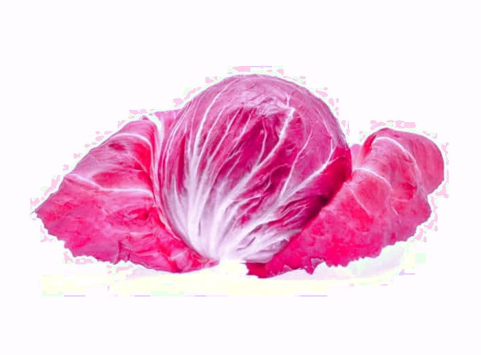 کاسنی قرمز