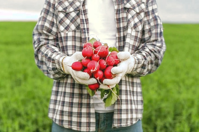 برگ تربچه برای عفونت و سموم برگ تربچه