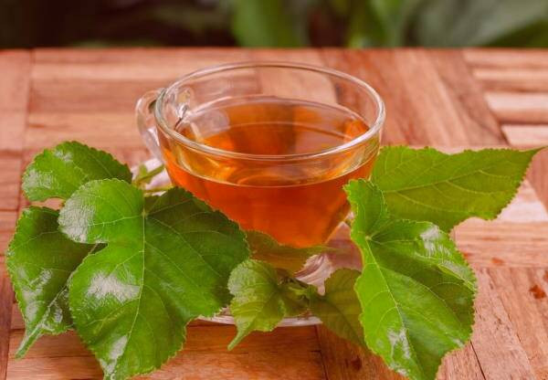 مصرف چای برگ درخت توت چای برگ توت
