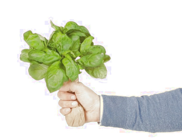 رفع چروک صورت خواص ریحان برای پوست رفع چروک صورت