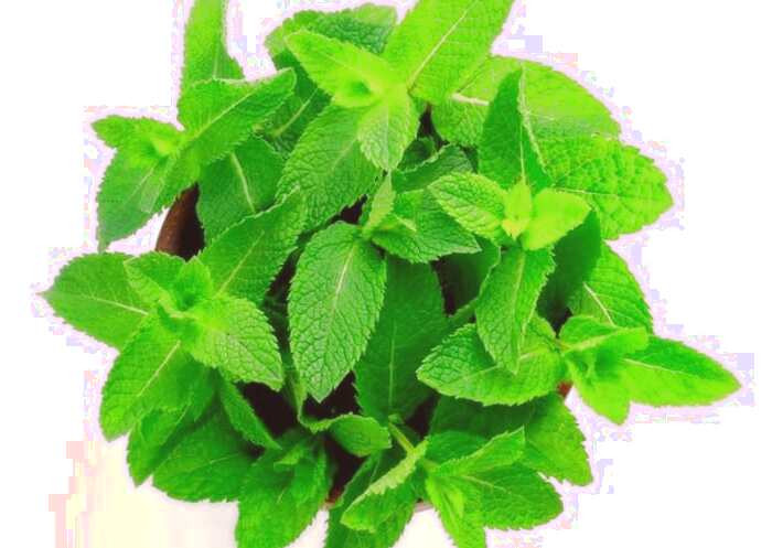روغن عصاره ای نعناع موثر در درمان آلرژی علت آلرژی