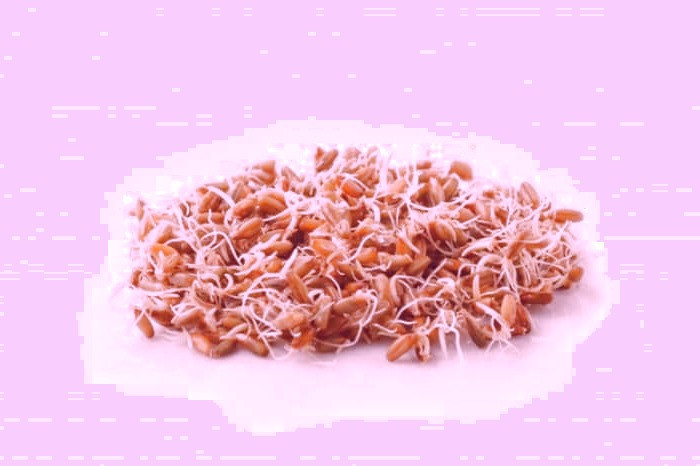 عوارض جوانه گندم 
