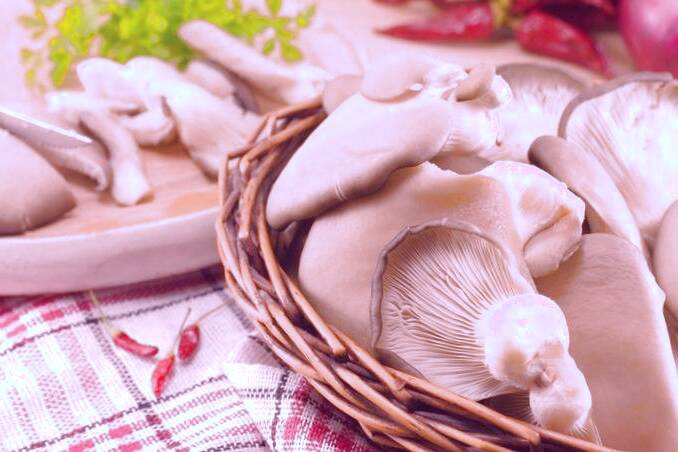 فواید قارچ صدفی