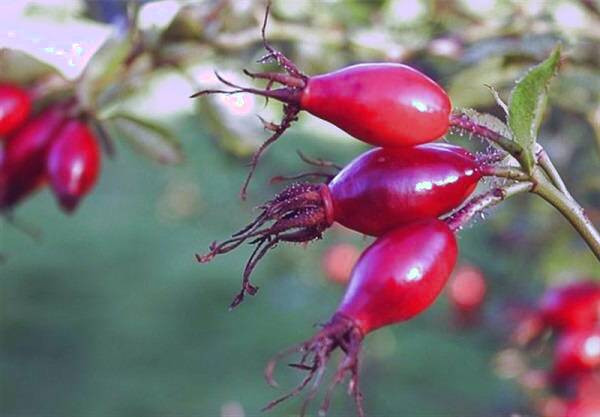 روغن میوه گل رز برای درمان خط اخم میوه گل رز