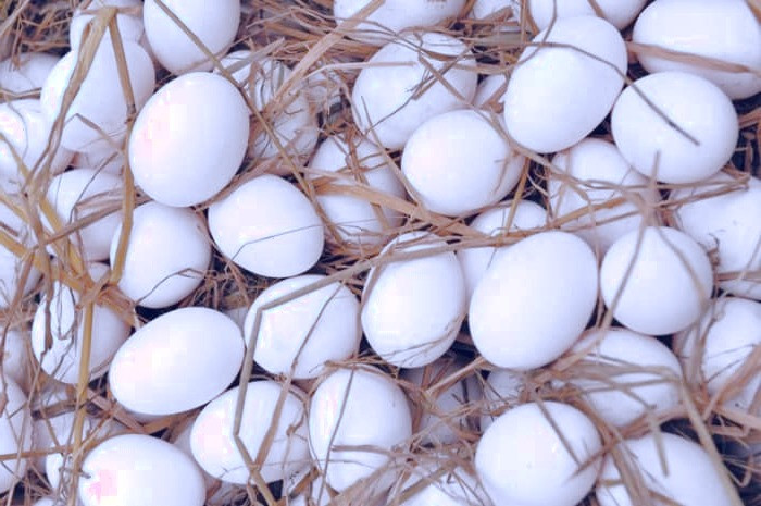 تخم مرغ برای مو