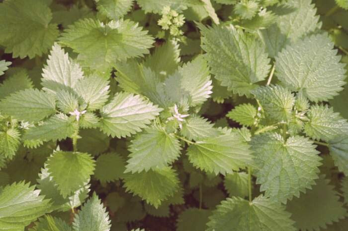 گزنه برای مو