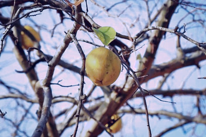 میوه به