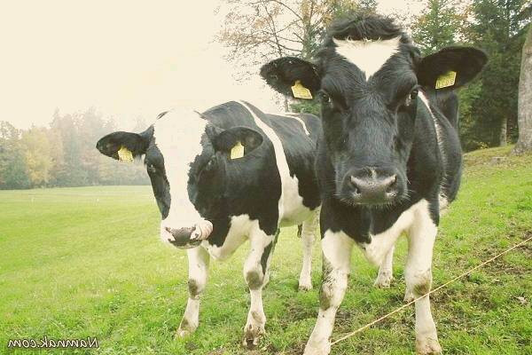 مواد شیمیایی