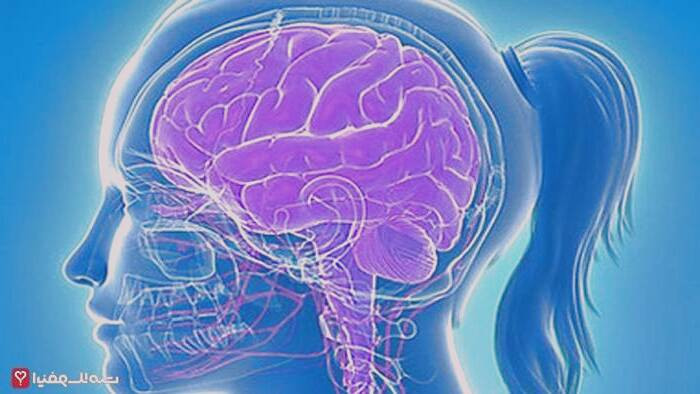 آناتومی مغز