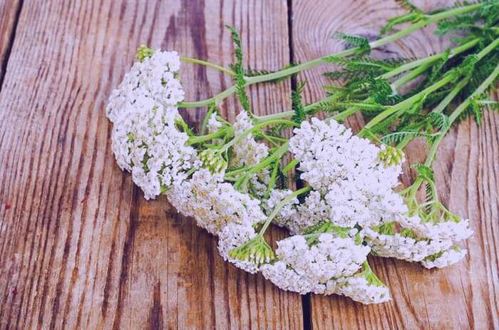 گیاه بومادران