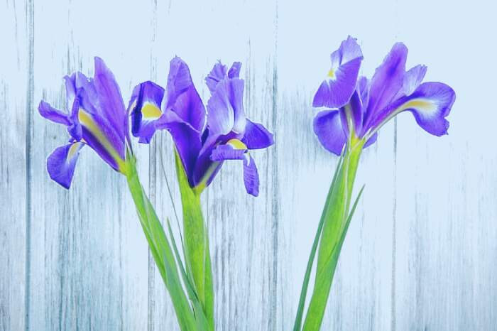 گیاه زنبق ایرسا