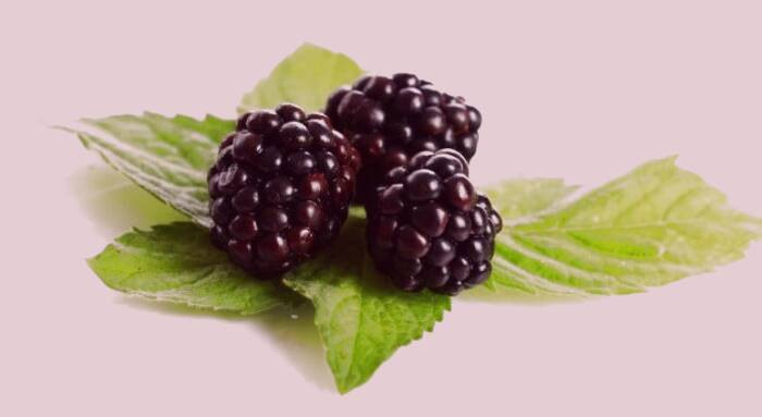 خاصیت توت سیاه 