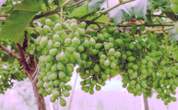 خواص غوره برای بدن خواص غوره