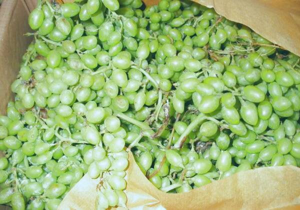 مزایای غوره برای مبارزه با تومورهای سرطانی خواص غوره