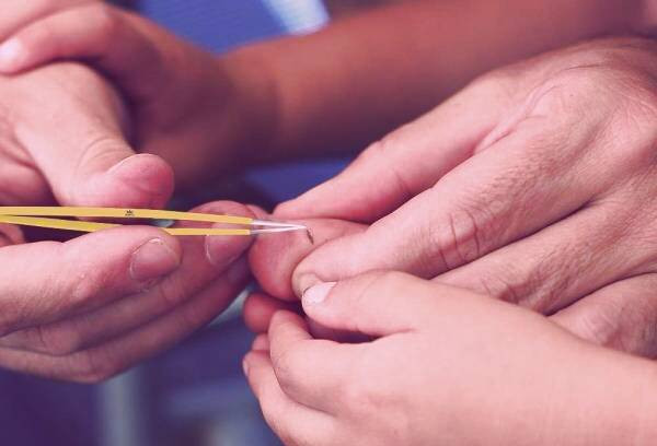 تراشه چوب در دست