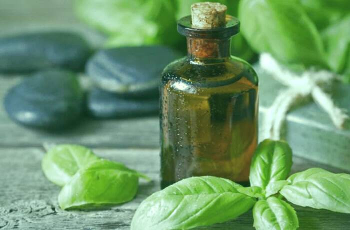 مزایای روغن ریحان خواص روغن ریحان