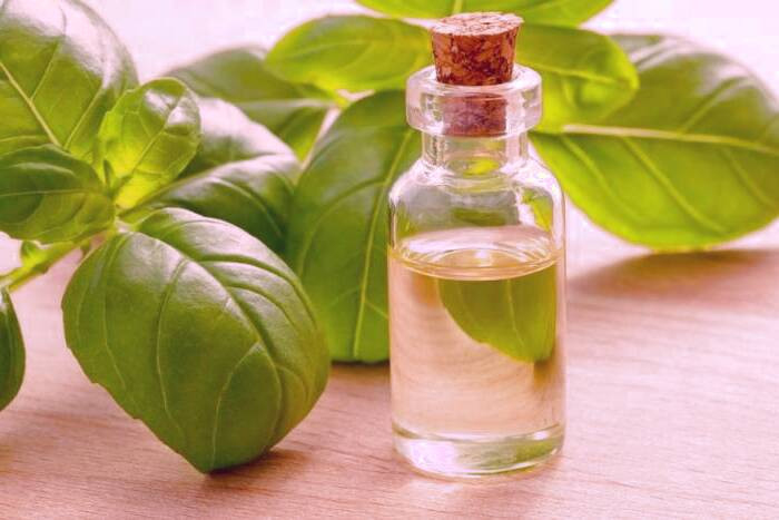 استفاده از روغن ریحان برای درمان زخم های پوستی روغن ریحان برای گوش