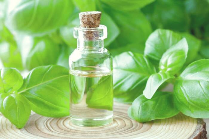 روغن ریحان برای کیست تخمدان روغن ریحان برای مو
