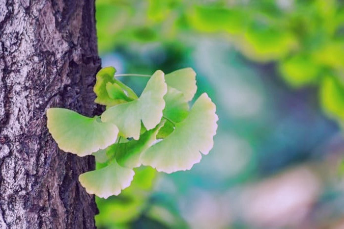 خواص جینگو بیلوبا برای روده جینگو بیلوبا
