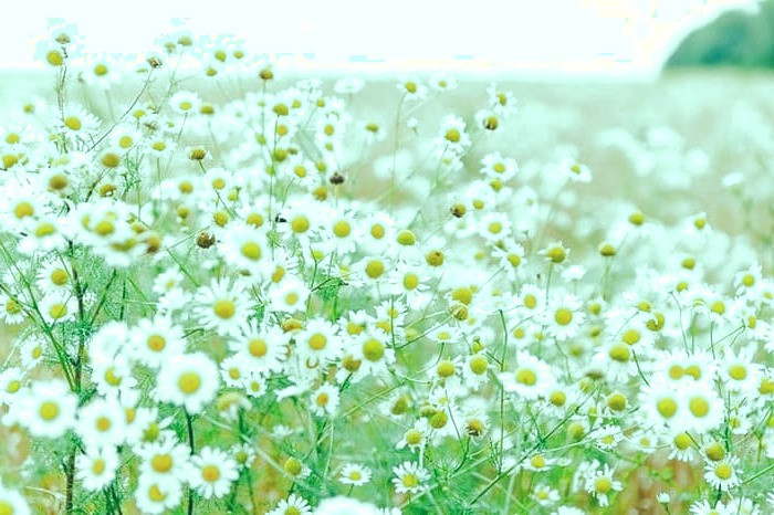 خواص بابونه