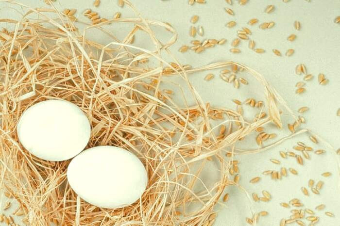 ویتامین ها و مواد معدنی تخم مرغ egg