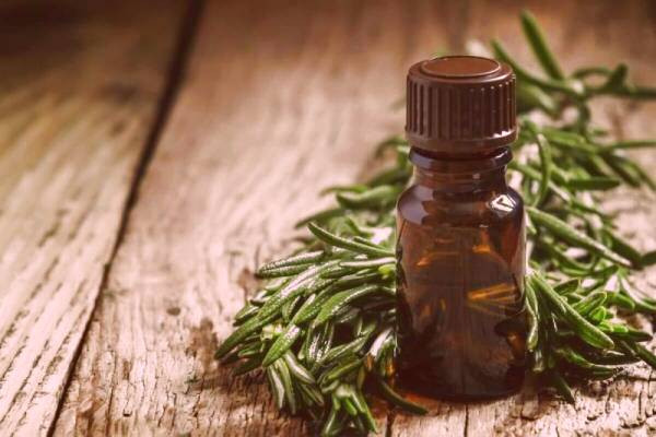 راههای درمان خانگی عفونت مجاری ادراری روغن درخت چای
