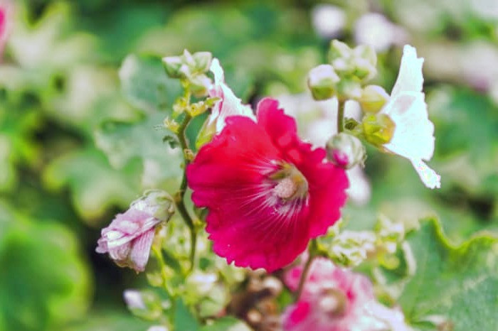 گل ختمی و بابونه