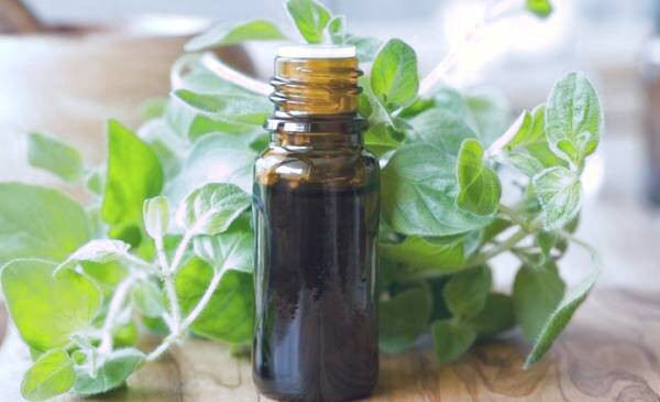 روغن پونه کوهی