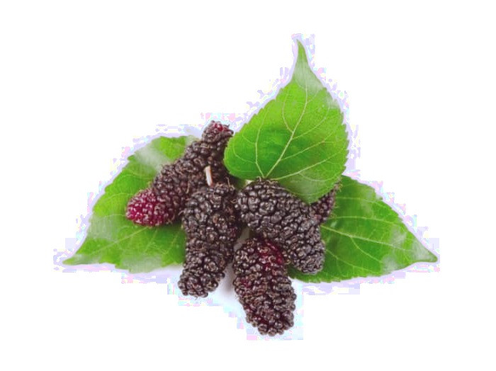 خواص میوه بلک بری خاصیت بلک بری