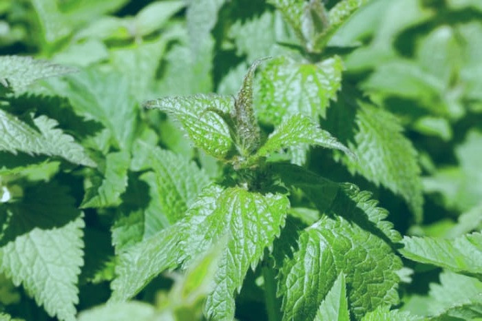 خواص گیاه گزنه گزنه