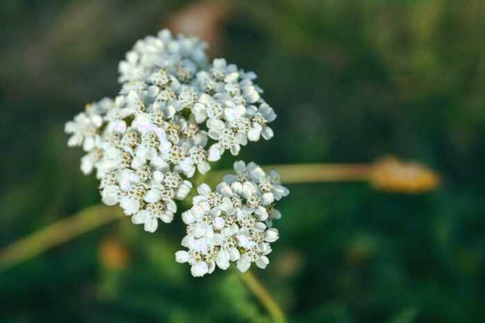آشنایی با نحوه استفاده از گیاه بوماداران گیاه بوماداران