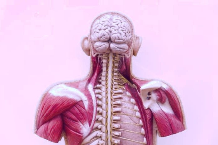 متابولیسم بدن