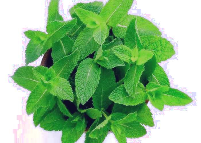 روغن عصاره ای نعناع موثر در درمان آلرژی علت آلرژی