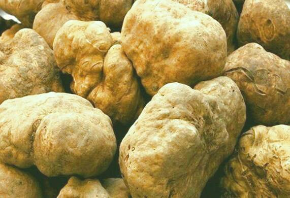 طعم قارچ دنبلان